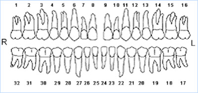 teeth numbers on dental chart