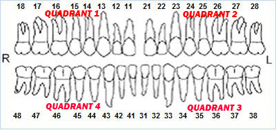 dental_chart_2_fdi_quad