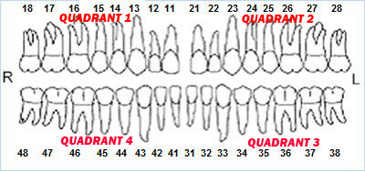 Chart for tooth numbering & meridians - Living Network