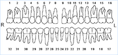 Chart For Tooth Numbering Meridians Living Network